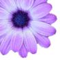 flower.jpg